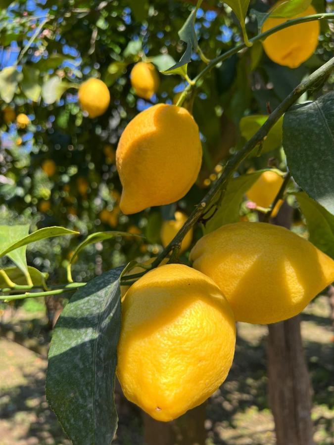 Tenuta Di Leva ピアーノ・ディ・ソッレント エクステリア 写真